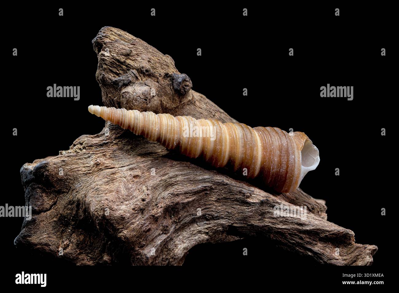 Turritella shell on driftwood macro black background Stock Photo