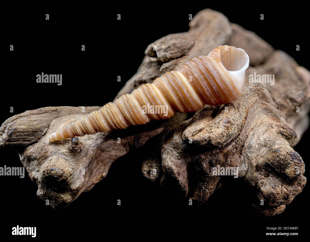 Turritella shell on driftwood macro black background Stock Photo