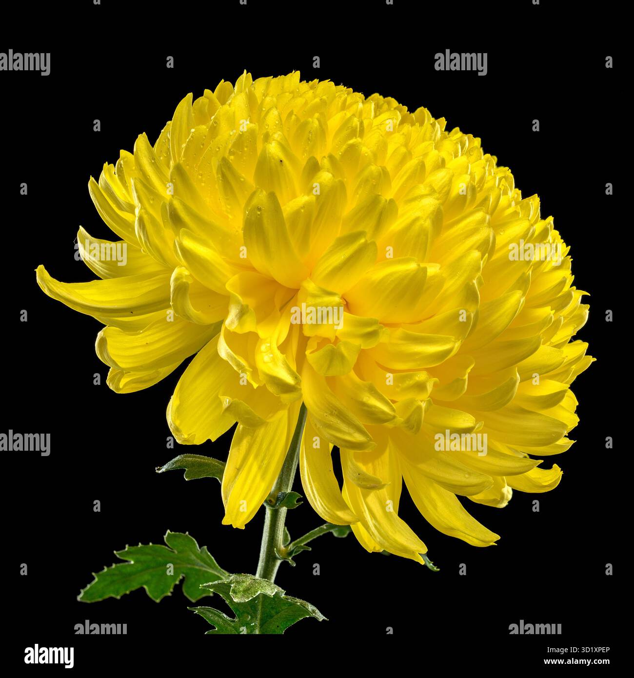 Yellow Chrysanthemum on black Background Stock Photo