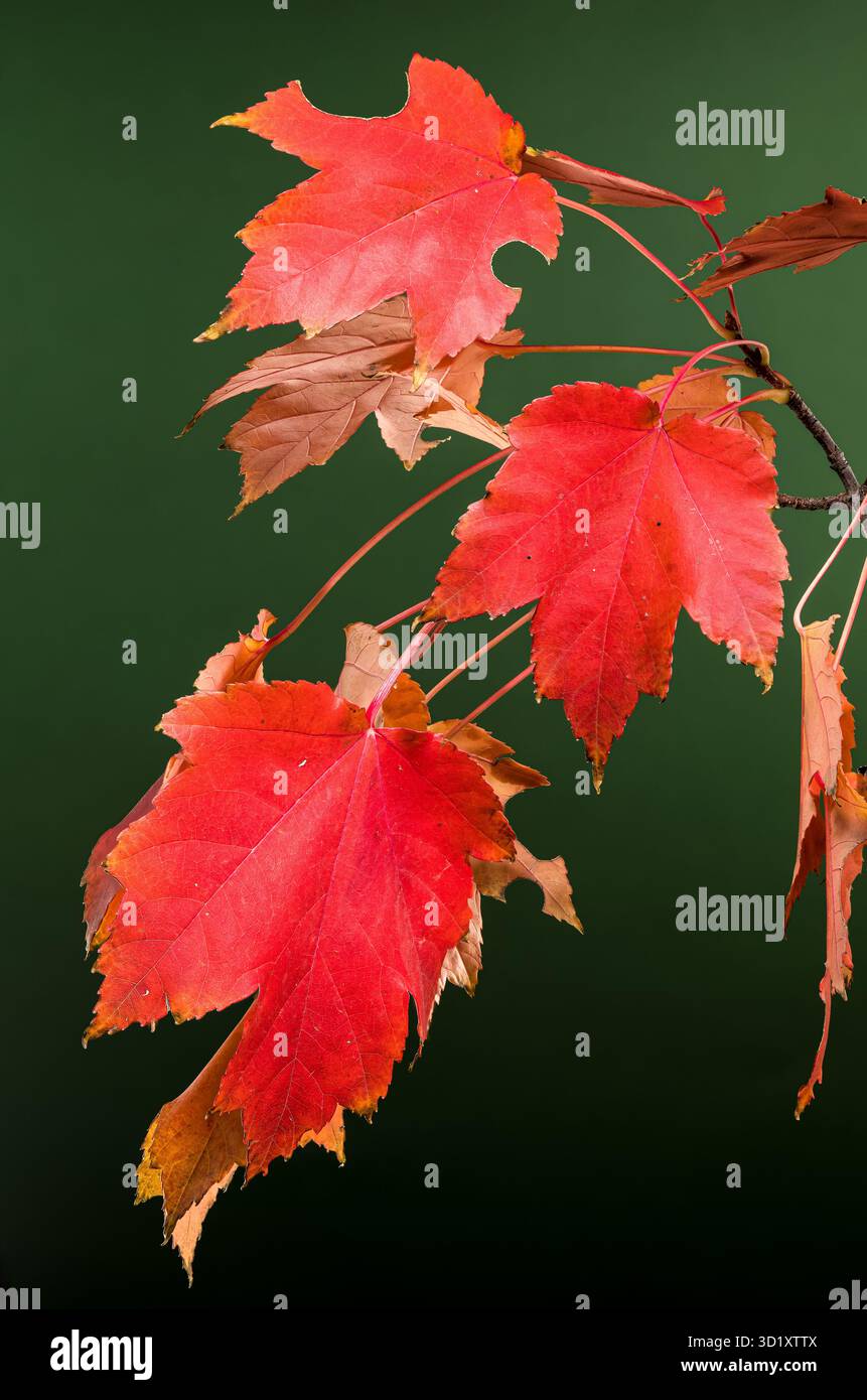 Red Maple Leaves on green Background Stock Photo