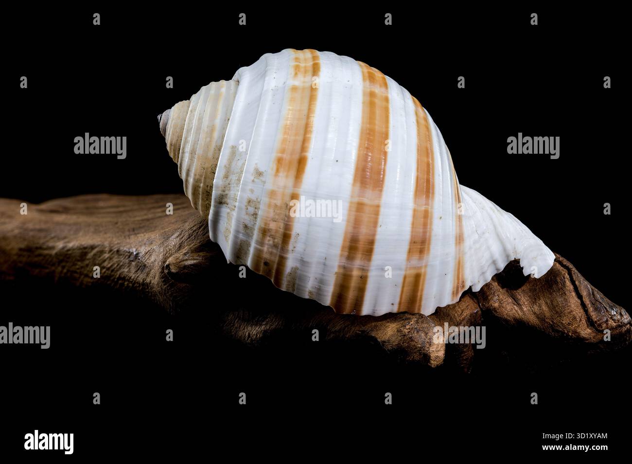 Spiral Seashell on Driftwood black background Stock Photo