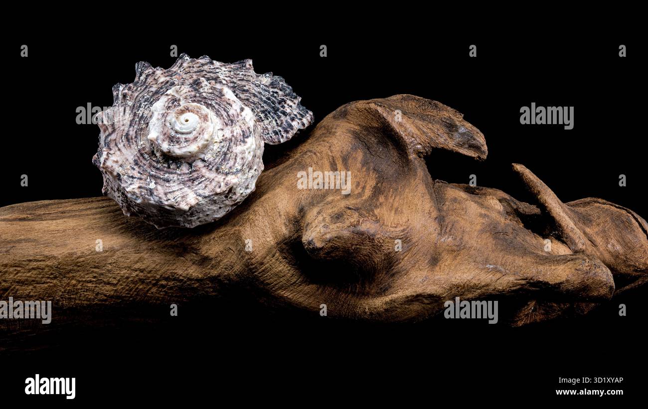 Angaria delphinus shell on driftwood Stock Photo