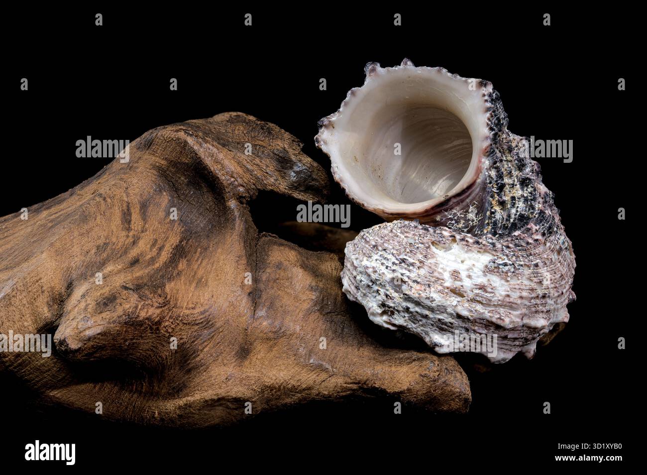 Angaria delphinus shell on driftwood Stock Photo
