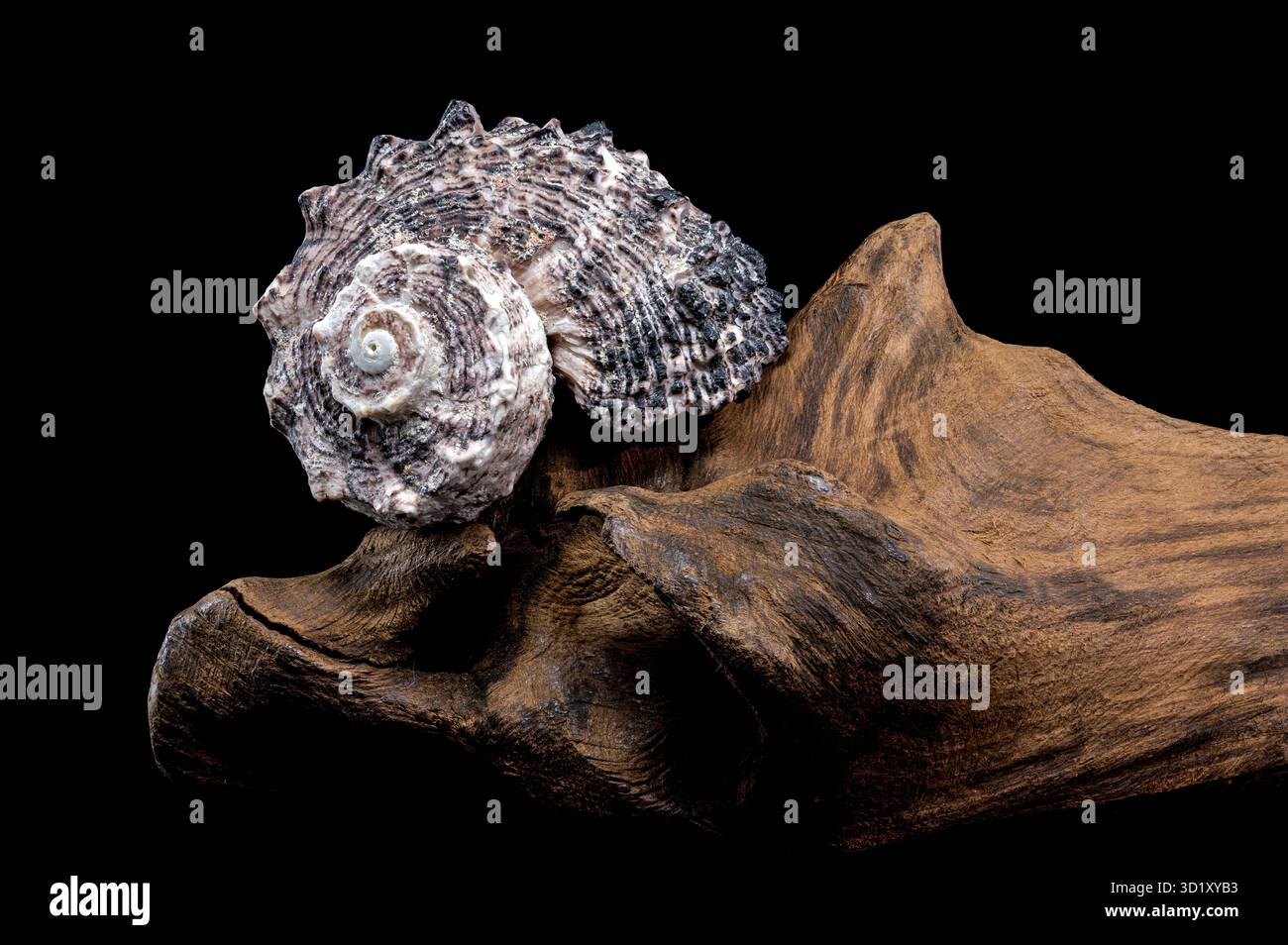 Angaria delphinus shell on driftwood Stock Photo