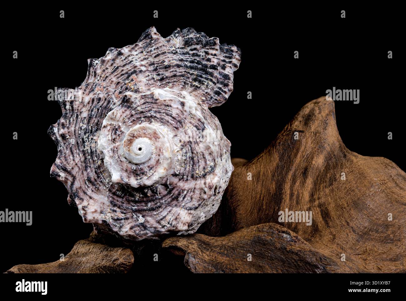 Angaria delphinus shell on driftwood Stock Photo