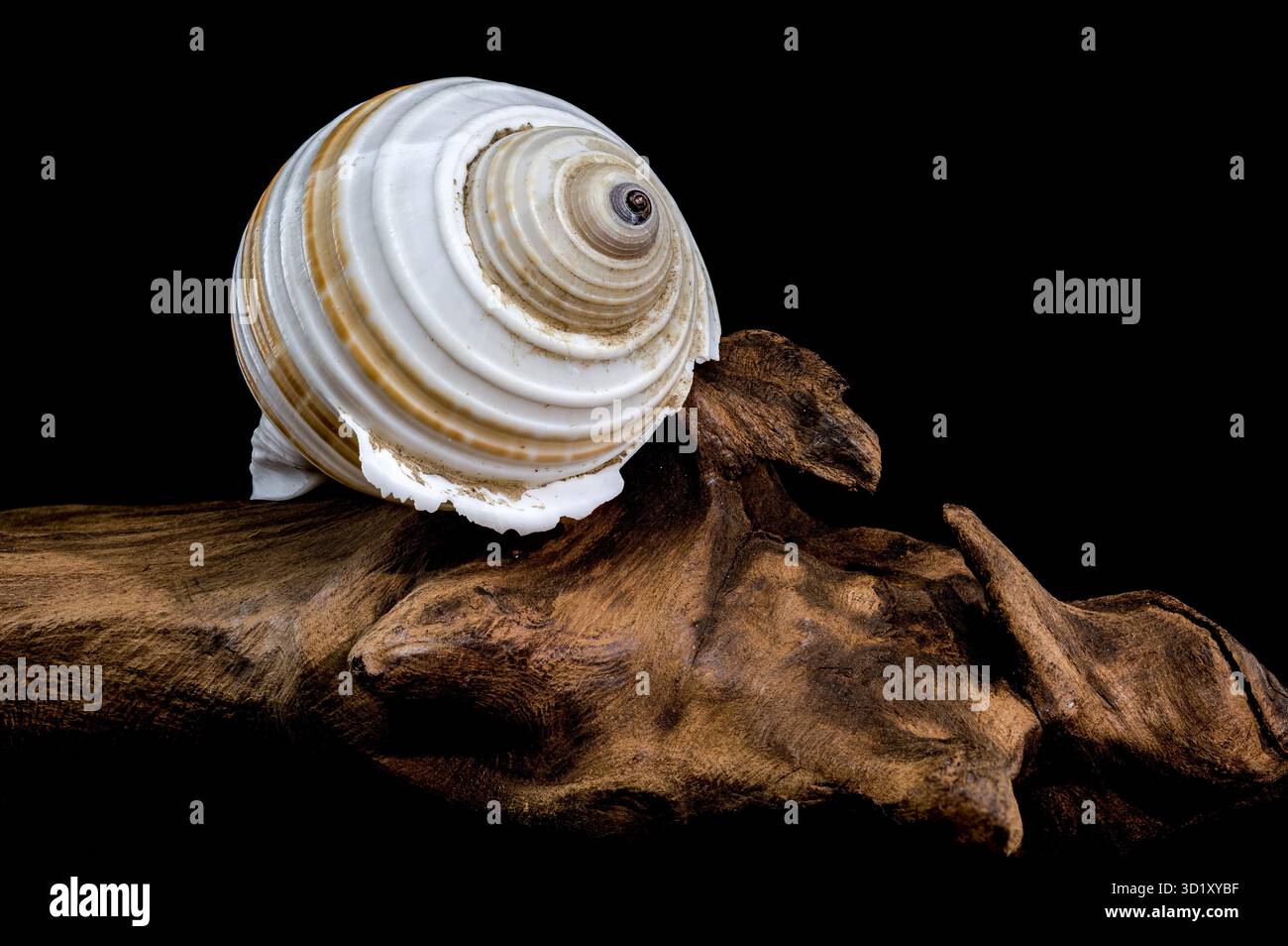 Spiral Seashell on Driftwood black background Stock Photo