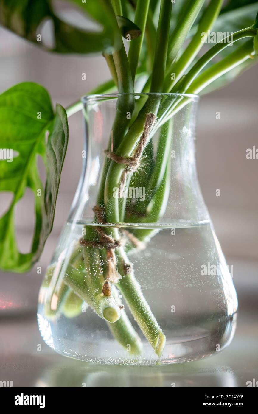 Cuttings of houseplant Monstera Monkey Mask rooting in transparent glass  vase standing on table Stock Photo - Alamy