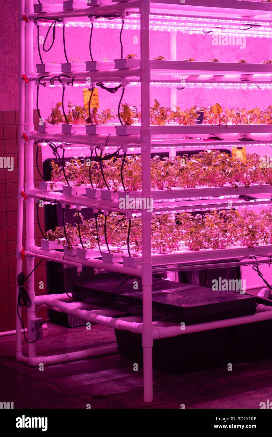 Indoor vertical grow racks full of greens. Beet microgreens growing ...