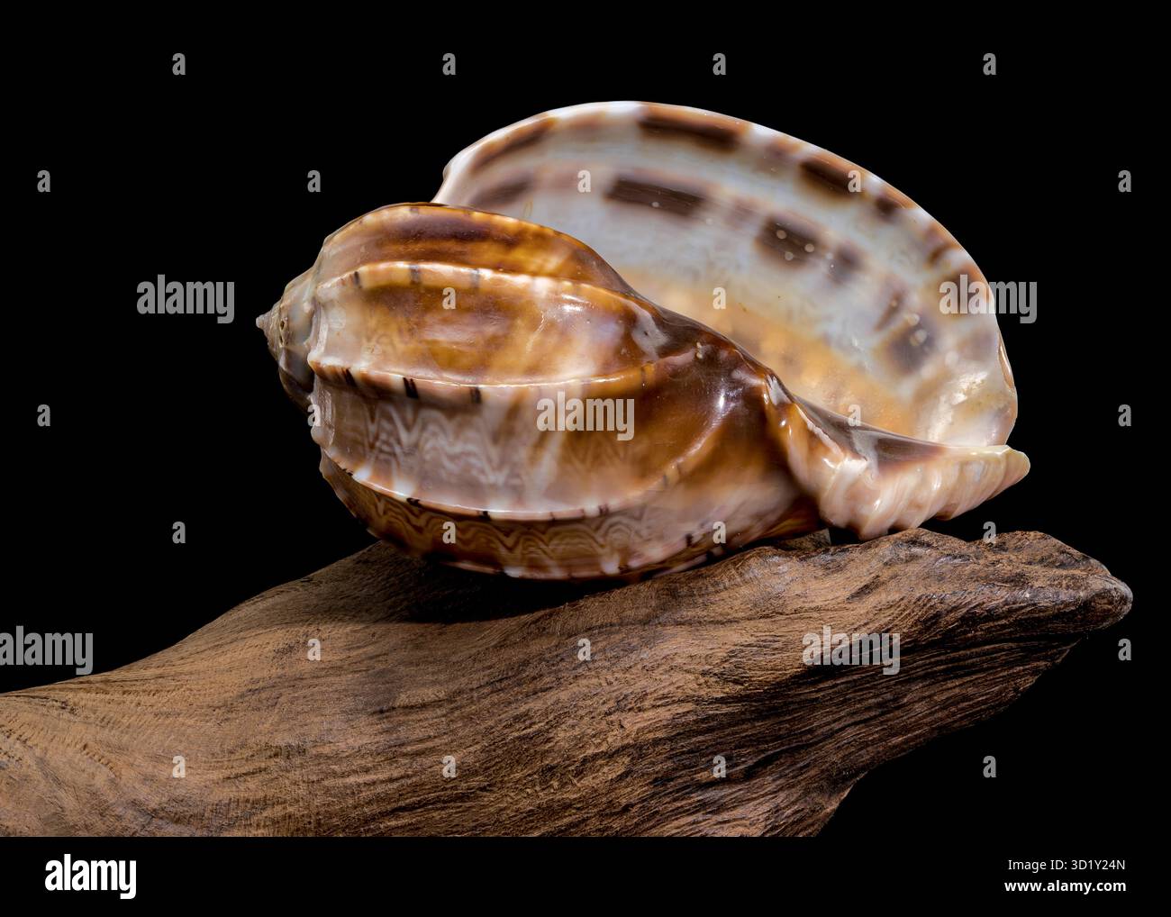 Harpa amouretta shell on wood Stock Photo