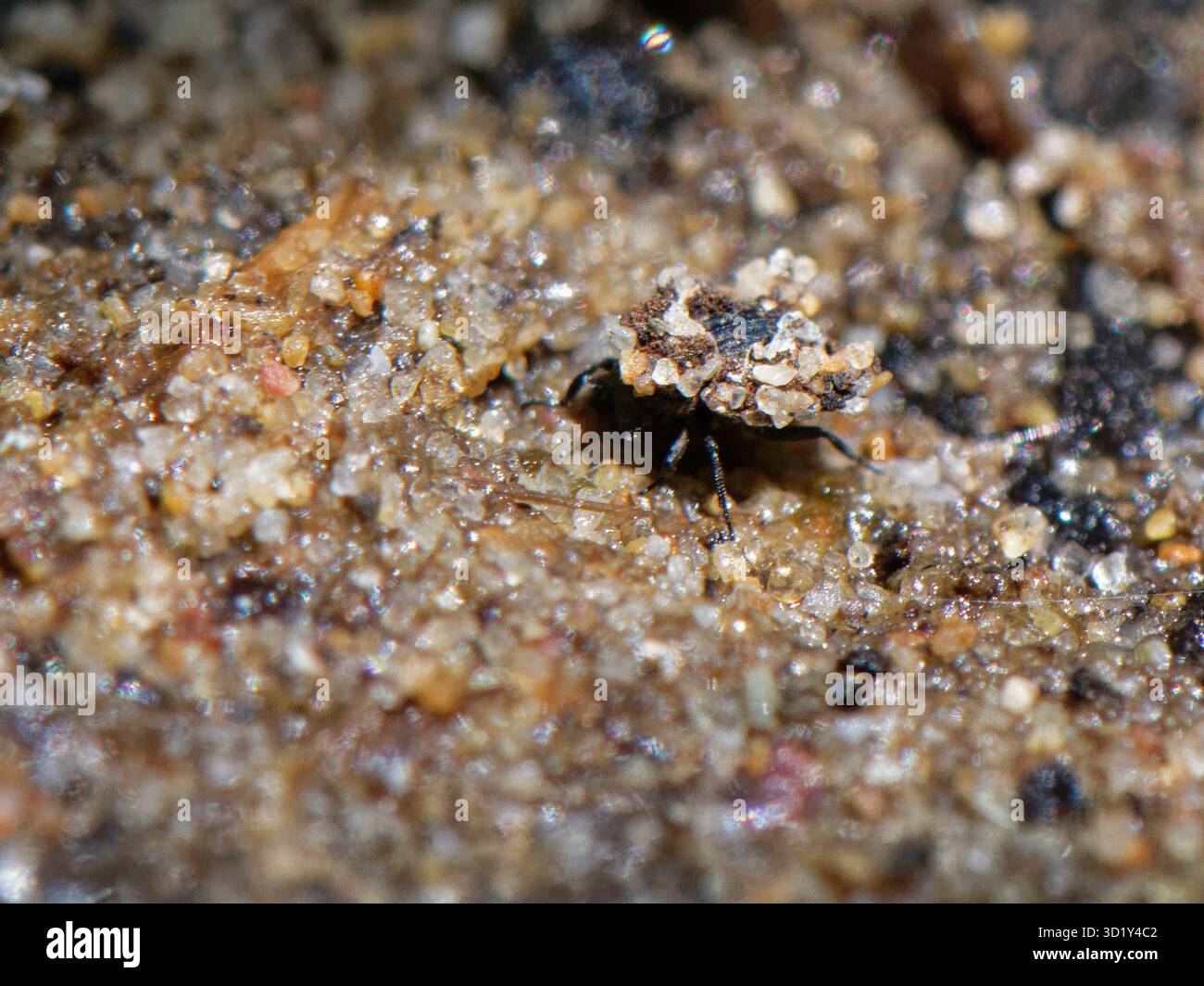 Small Minute Insect Minute insects hi-res stock photography and images - Alamy