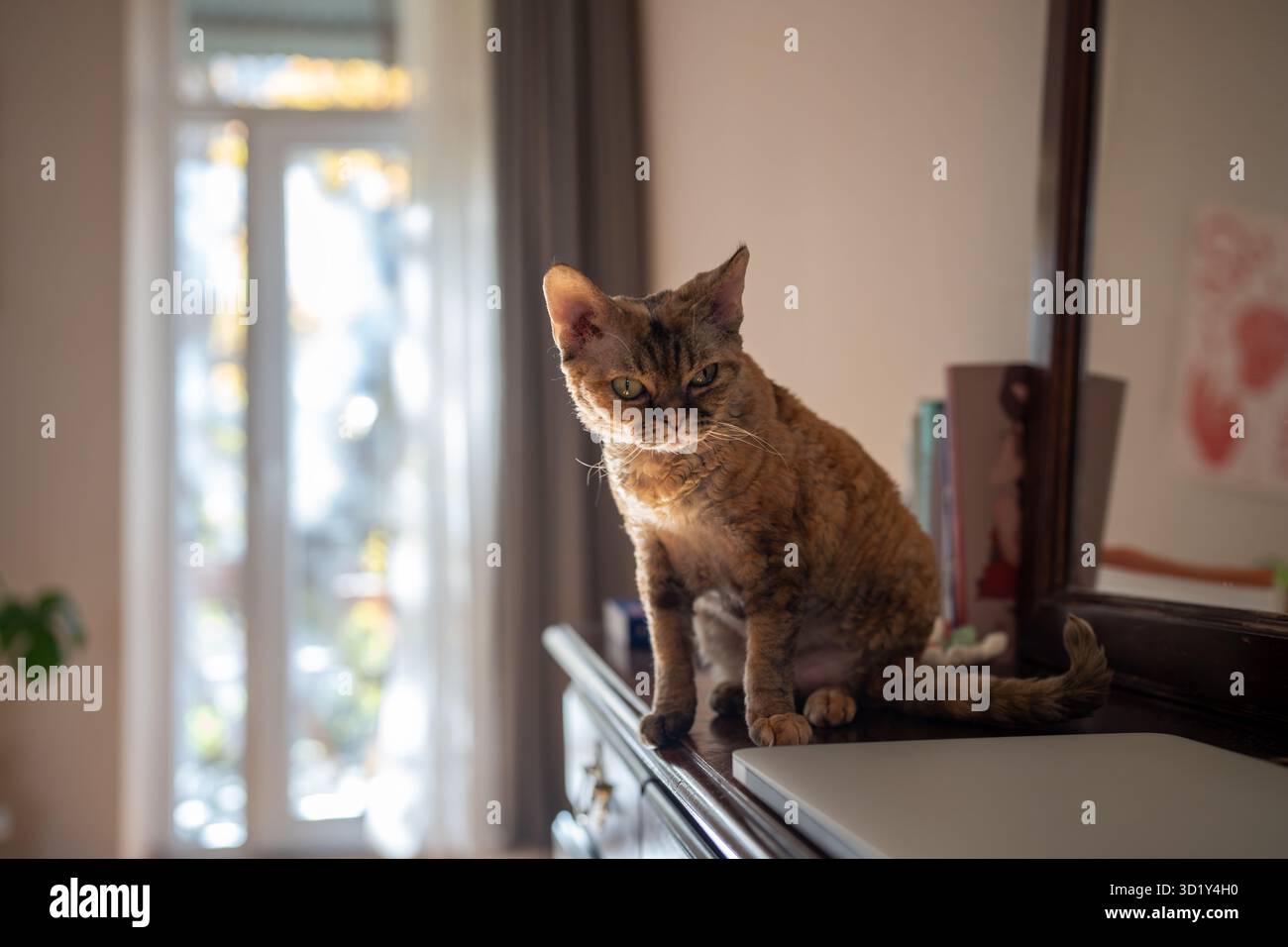 Cat Devon rex sitting on treillage, looking with curiosity into room Stock Photo