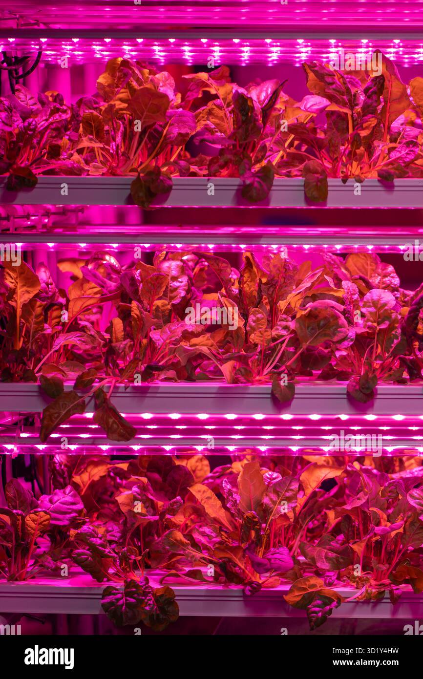 Green salad in vertical greenhouse illuminated with LED pink lighting ...