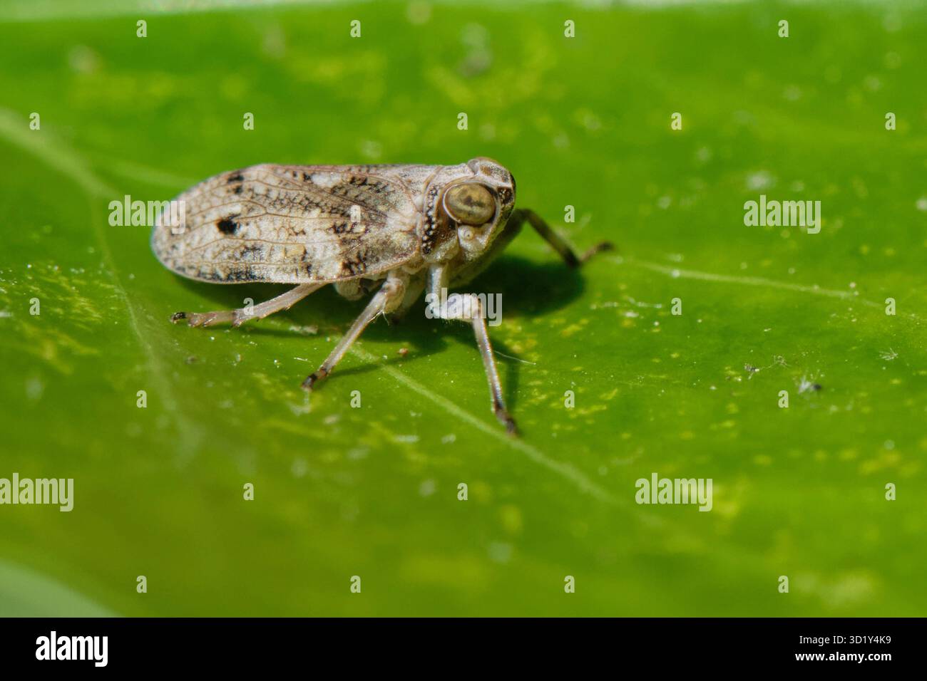 Planthopper (Issus coleoptratus) resting on an Ivy (Hedera helix) leaf, its main food plant, Wiltshire, UK, June. Stock Photo