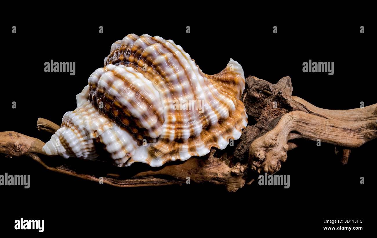 Distorsio Anus Shell on on driftwood macro black background Stock Photo