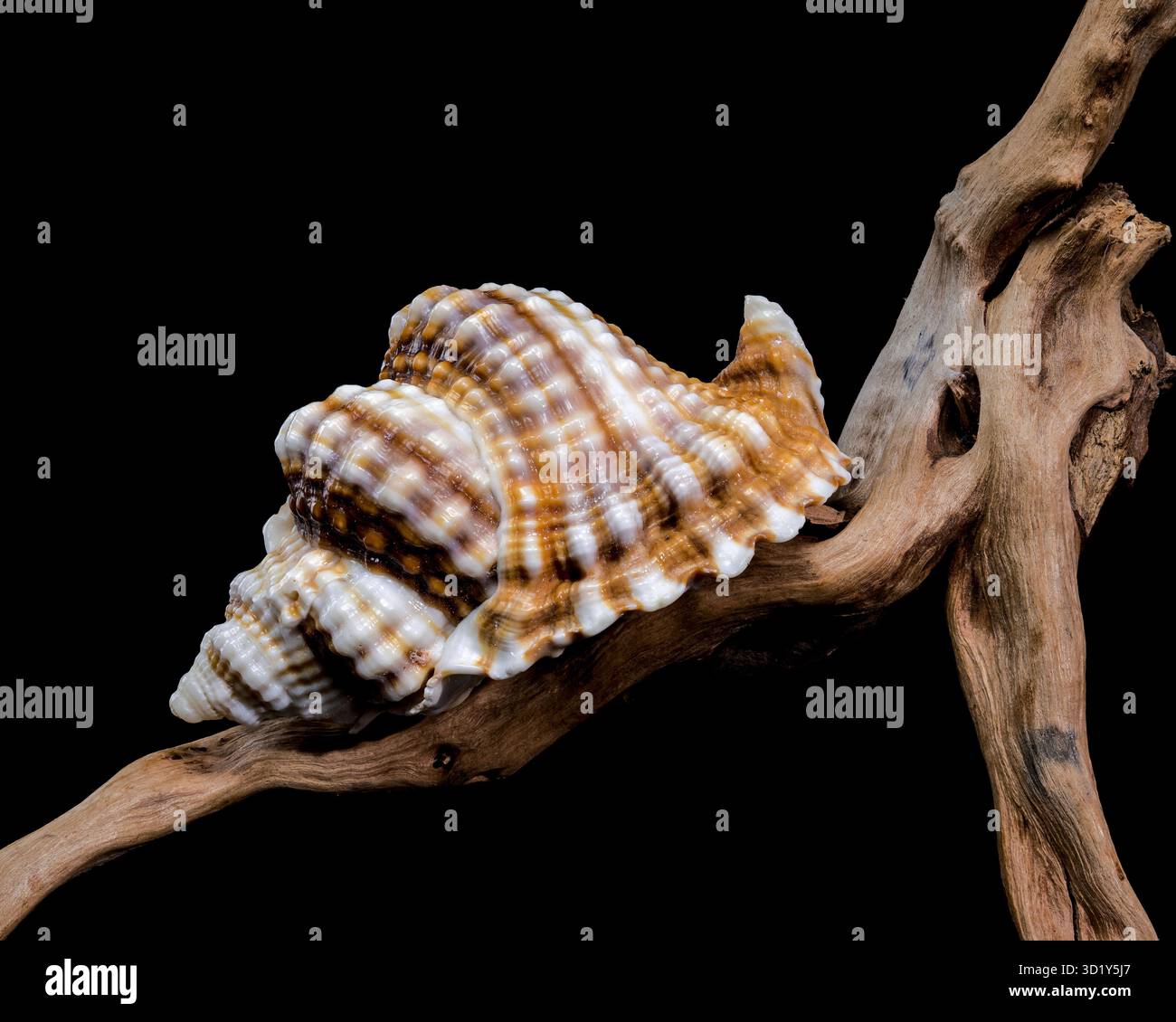 Distorsio Anus Shell on on driftwood macro black background Stock Photo