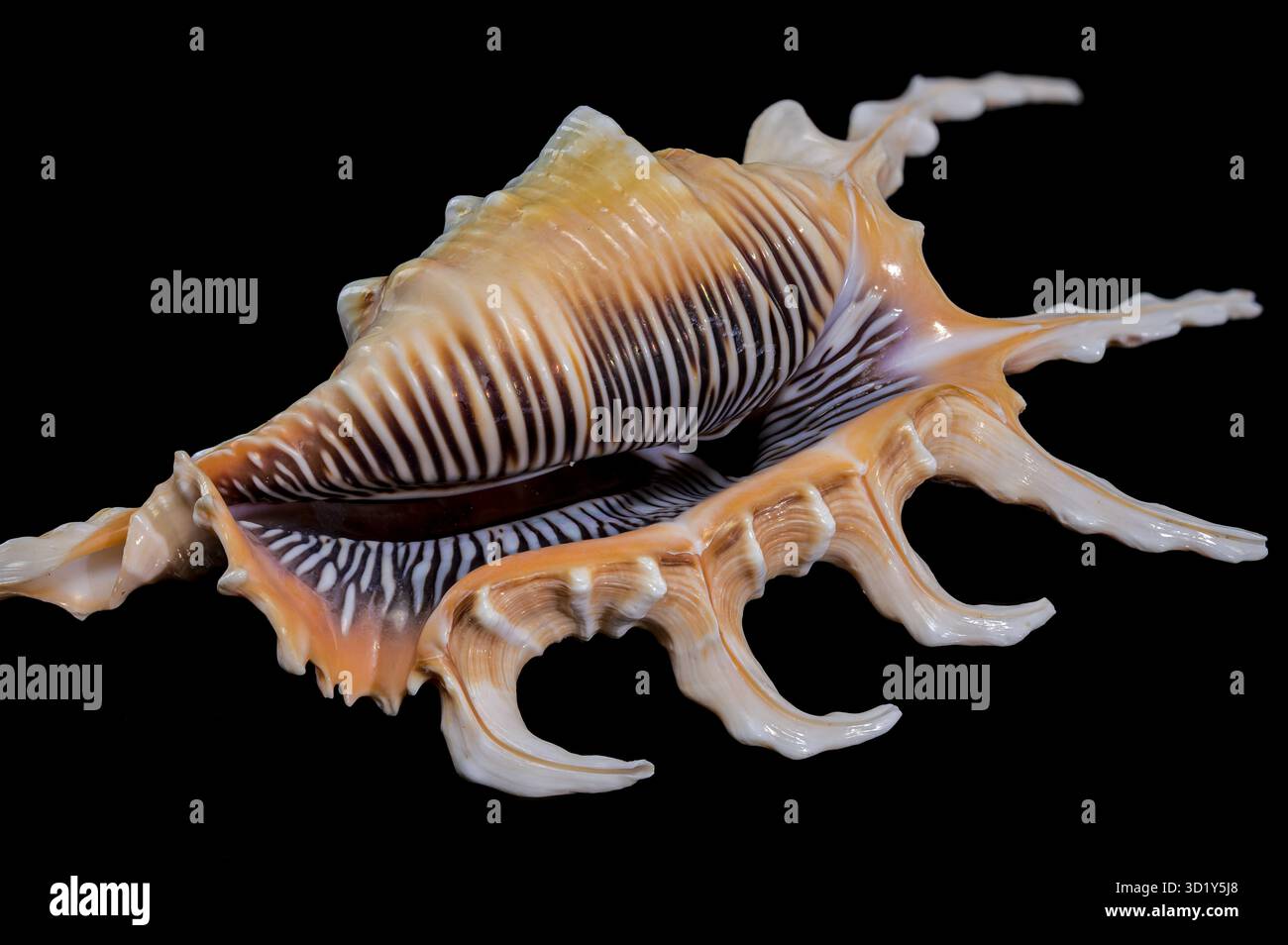 Scorpion Conch Shell on Black Background Stock Photo