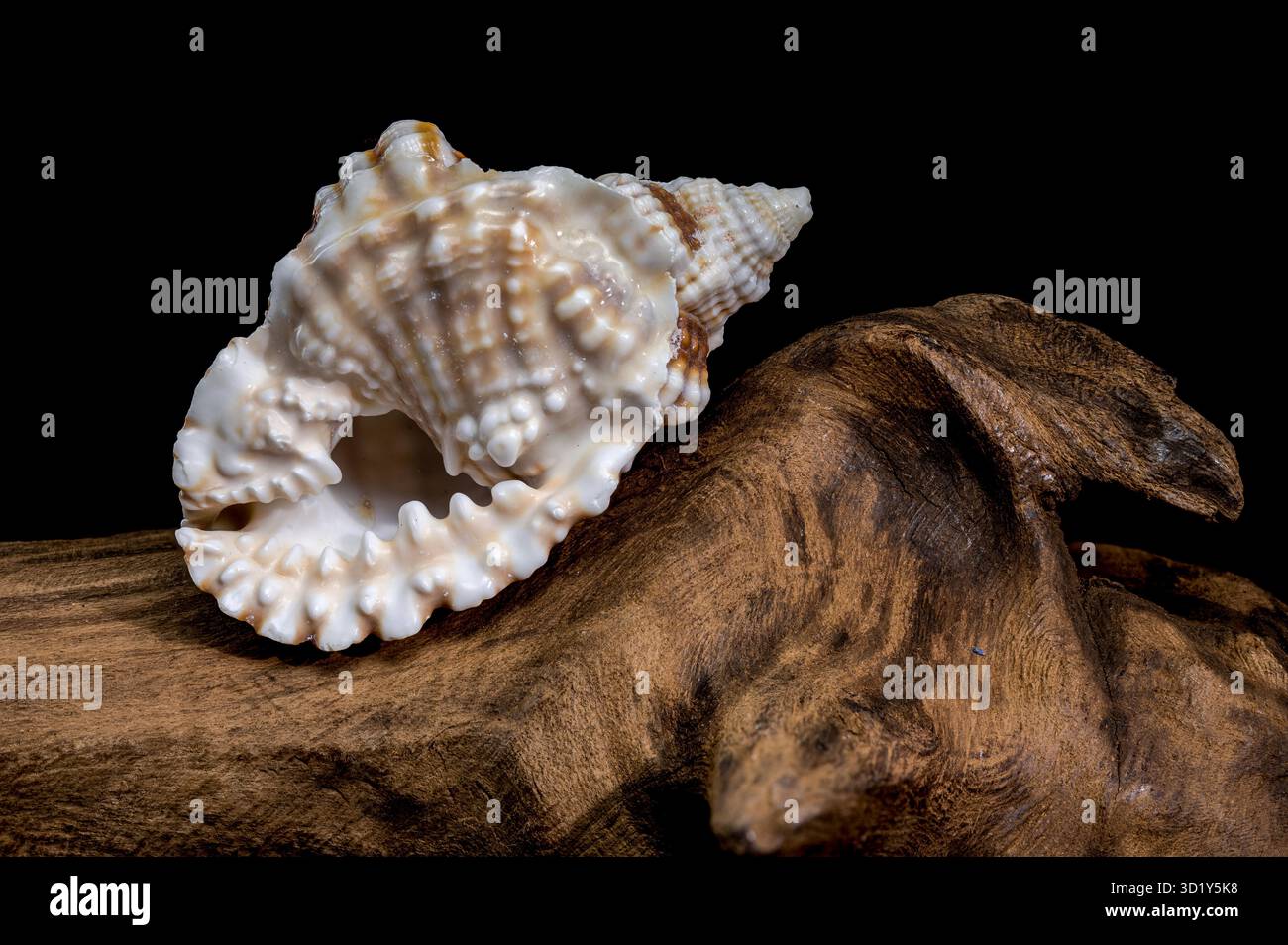 Distorsio Anus Shell on on driftwood macro black background Stock Photo