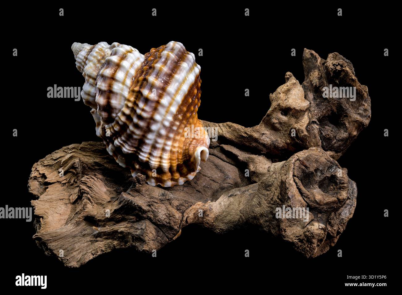 Distorsio Anus Shell on on driftwood macro black background Stock Photo