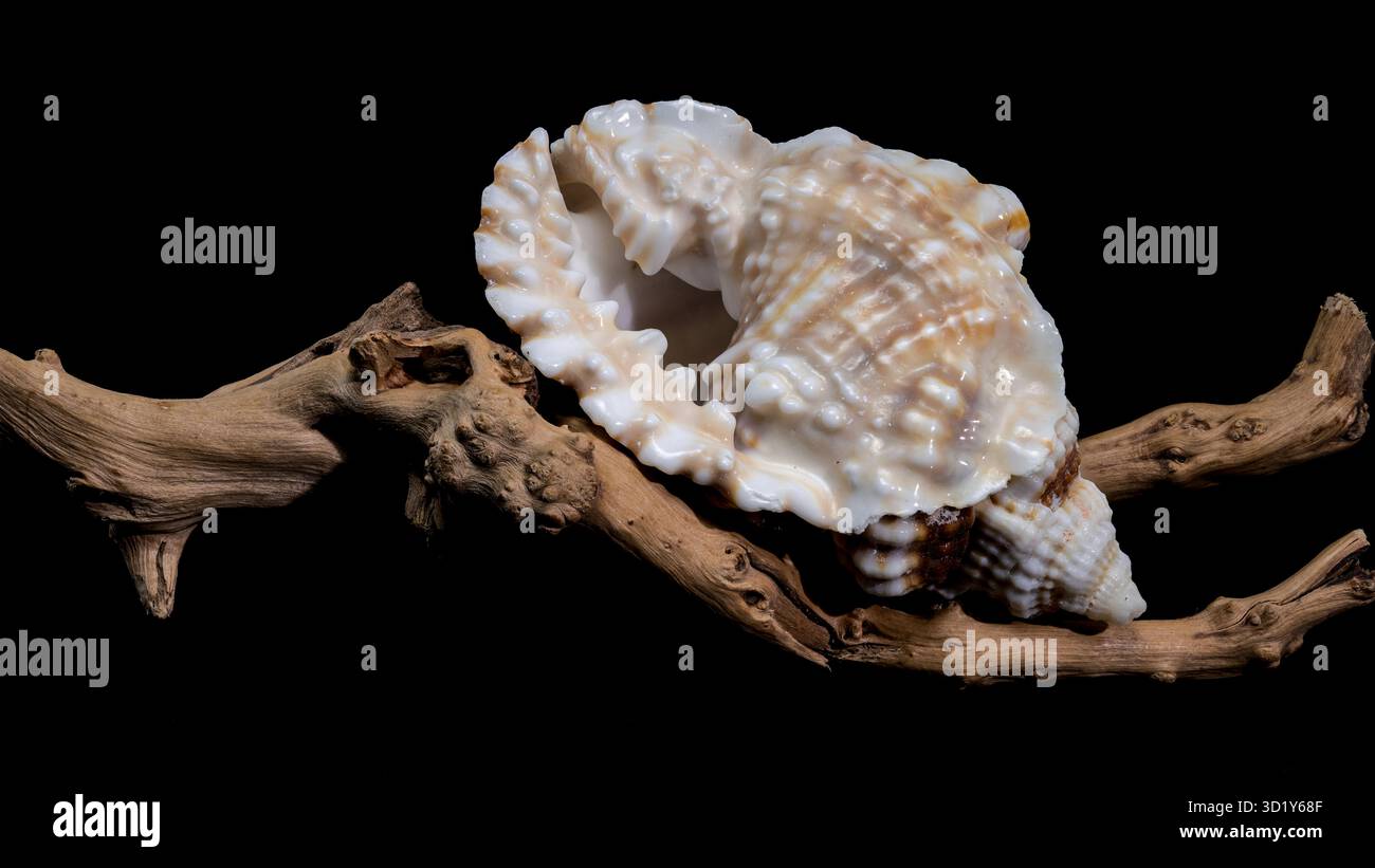 Distorsio Anus Shell on on driftwood macro black background Stock Photo