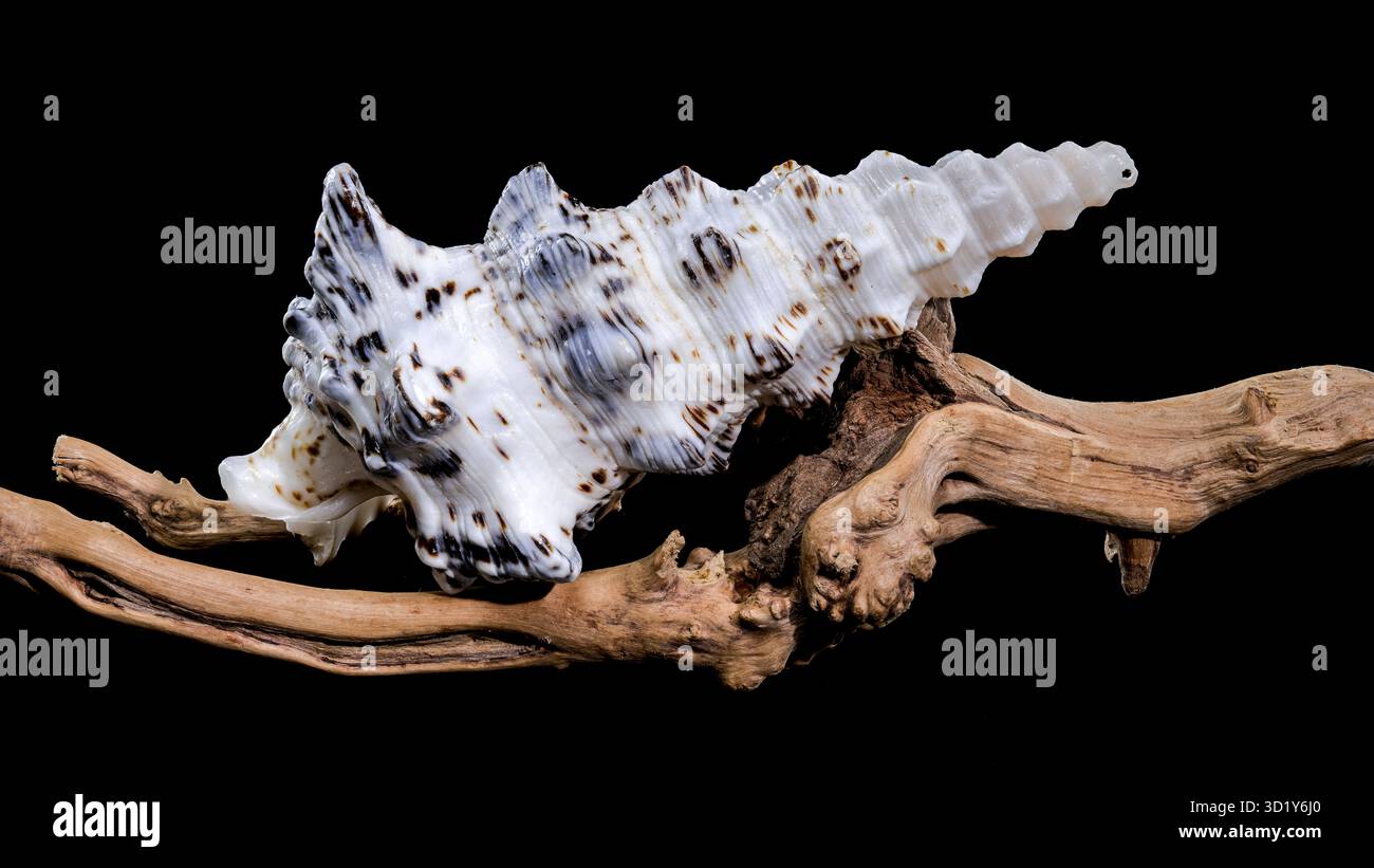 Cerithium Nodulosum Shell Display on driftwood Stock Photo - Alamy