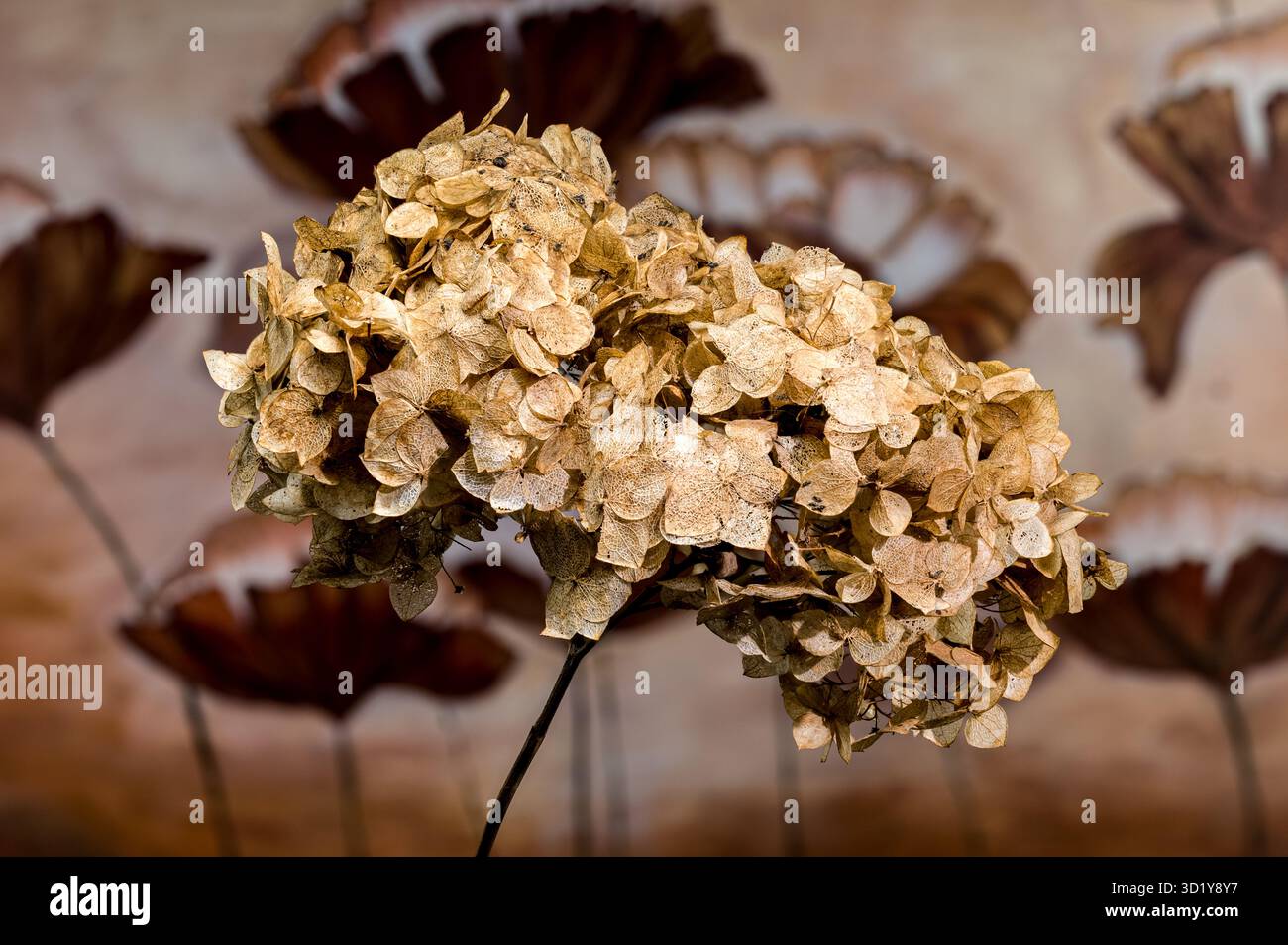 Dried Hydrangea Flower Close-Up Stock Photo
