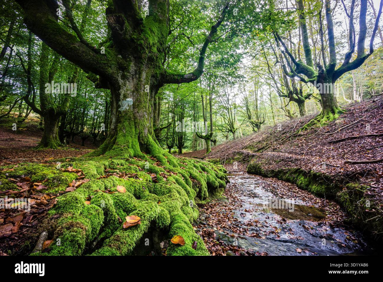 Otzarreta beech Stock Photo