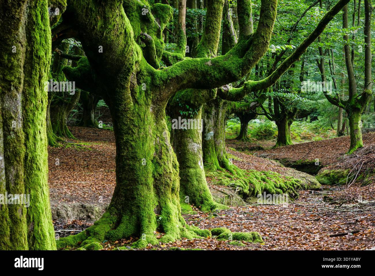 Otzarreta beech Stock Photo