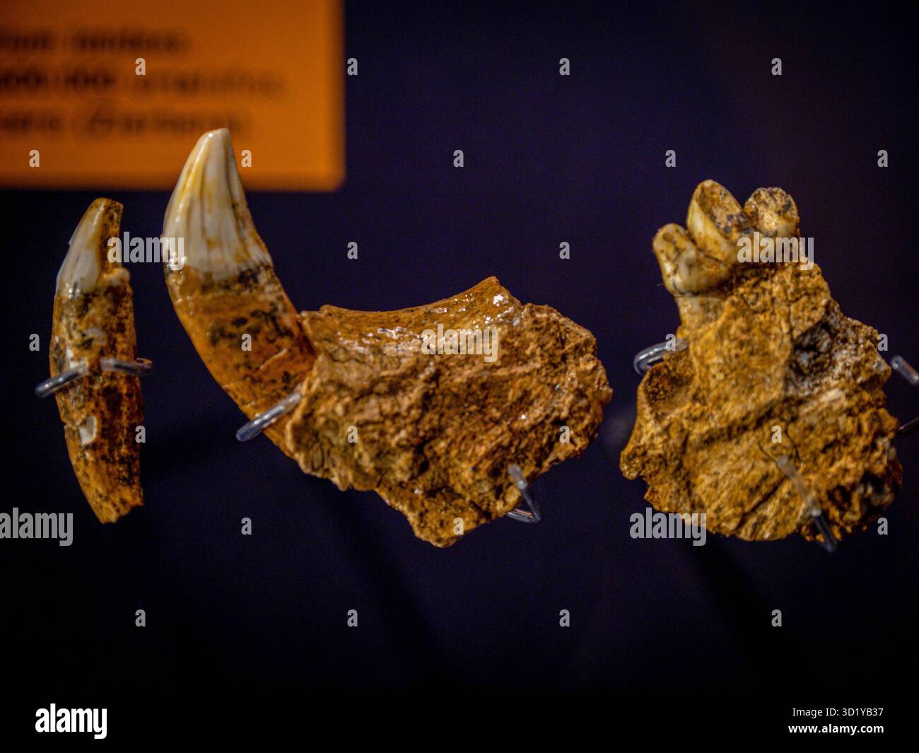 Sable tooth jaw, Homotherium latidens, pleistocene, Punta Lucero ...