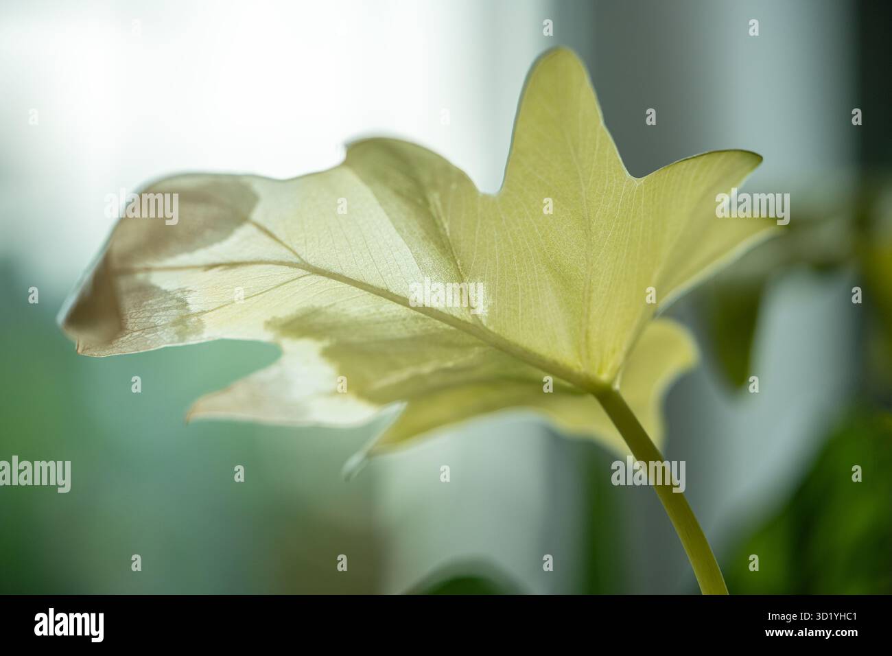 Closeup of leaf of Philodendron selloum Gold Satin with sunburn, known as  Philodendron Warscewiczii Stock Photo - Alamy
