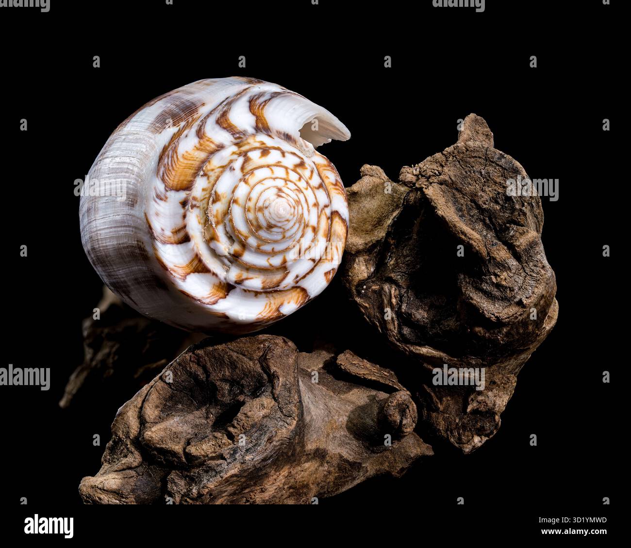Striated Cone Shell on Driftwood black background Stock Photo