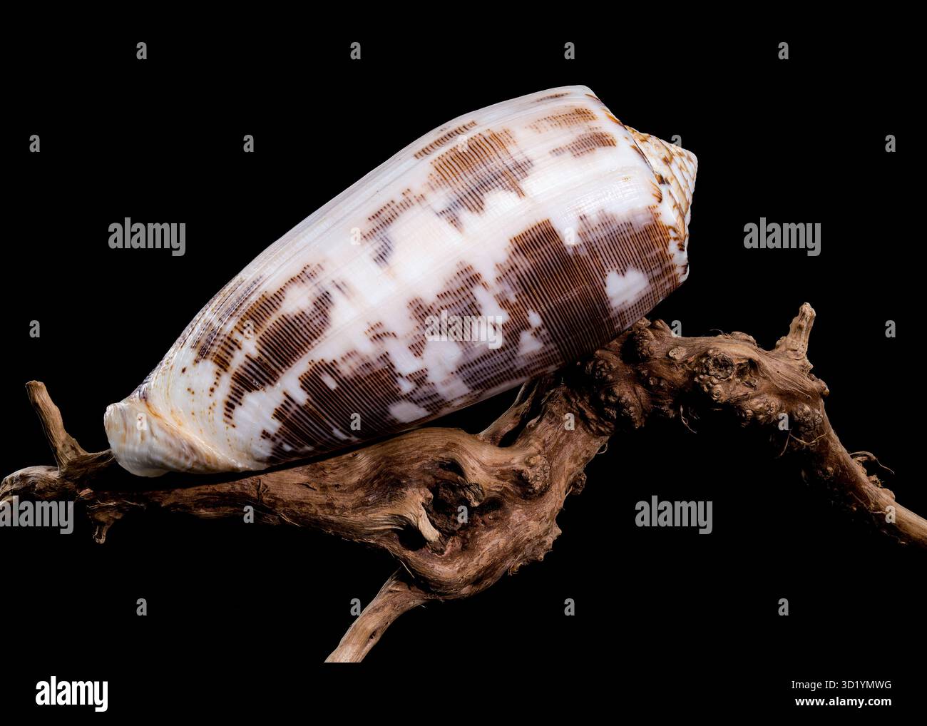 Striated Cone Shell on Driftwood black background Stock Photo