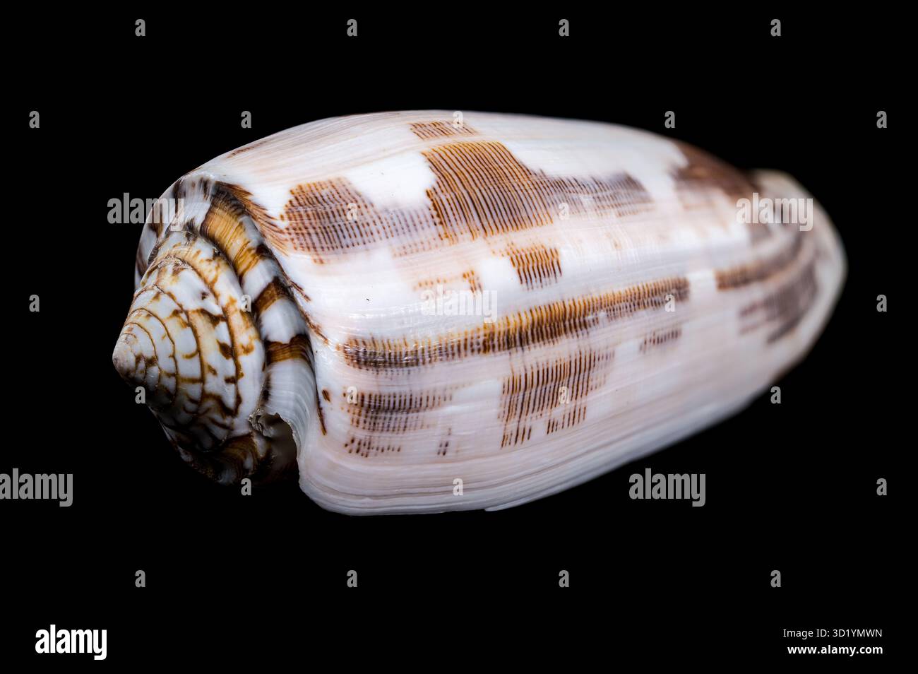 Striated Cone Shell on a black background Stock Photo