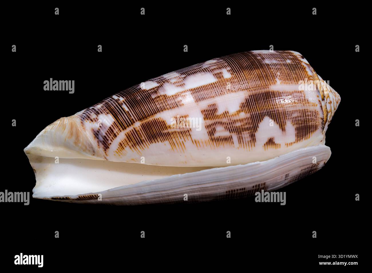 Striated Cone Shell on a black background Stock Photo