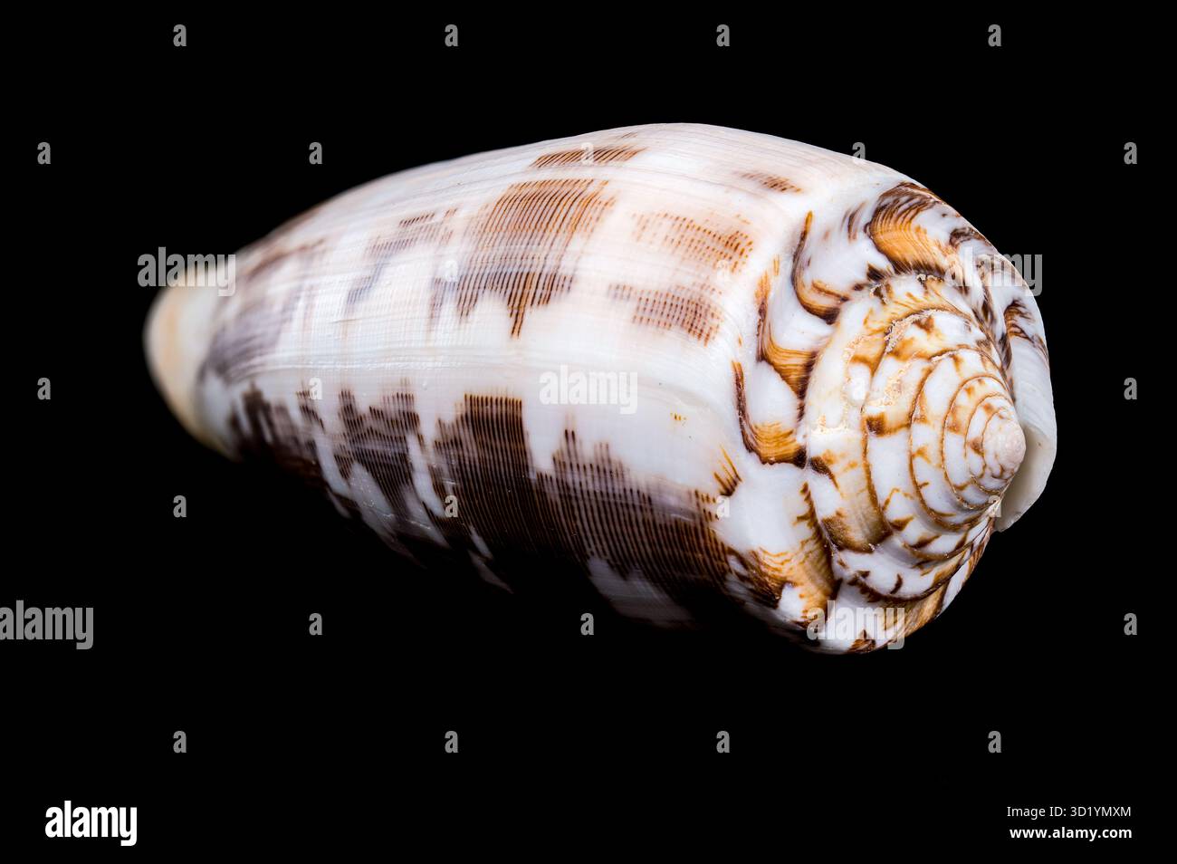 Striated Cone Shell on a black background Stock Photo