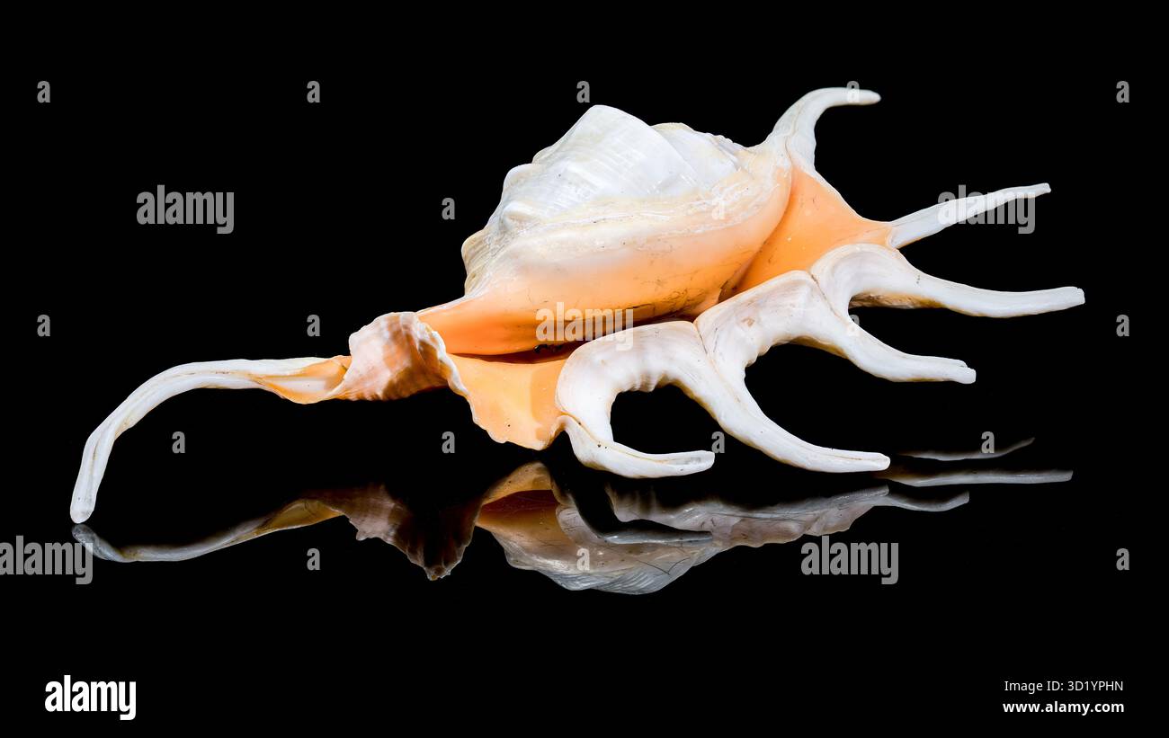 Lambis Spider Conch on Black Background Stock Photo
