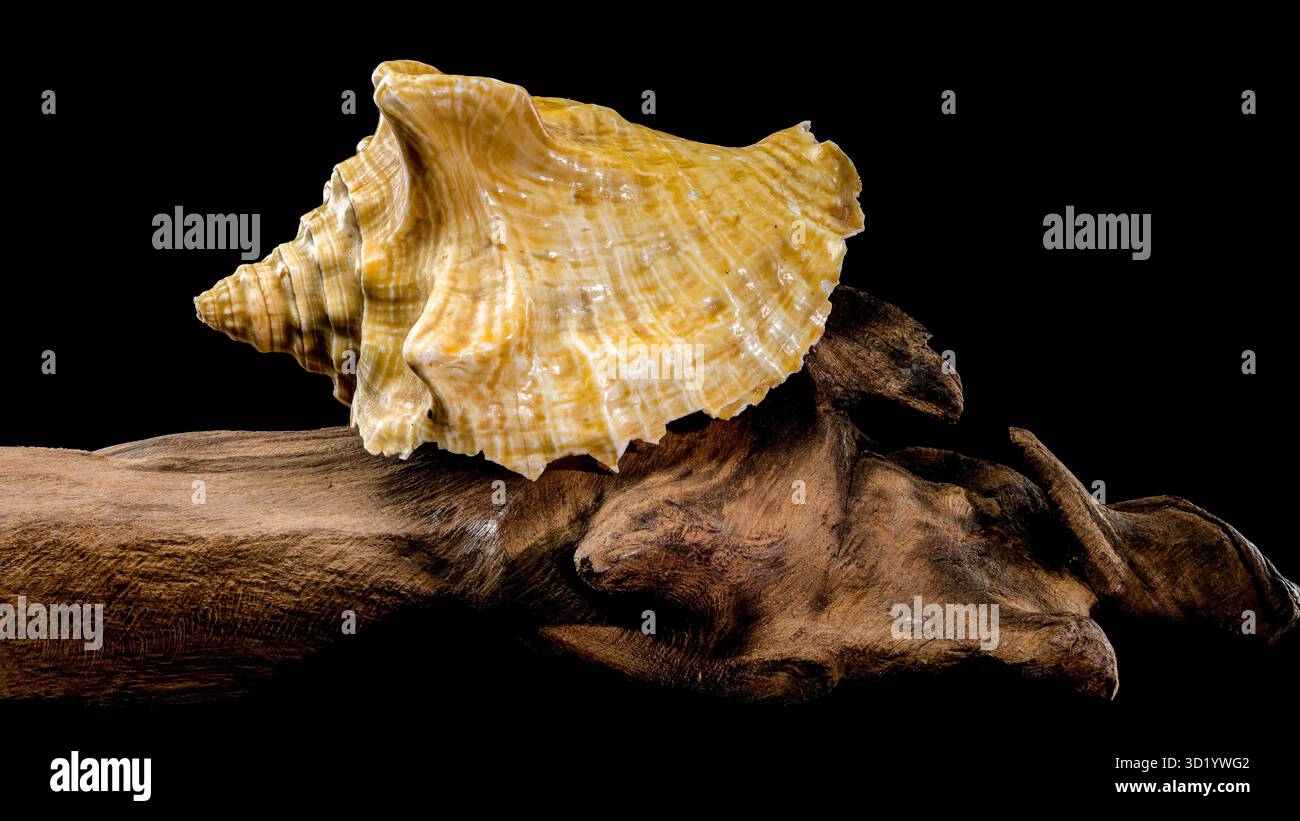 Golden Strombus Shell on driftwood black background Stock Photo