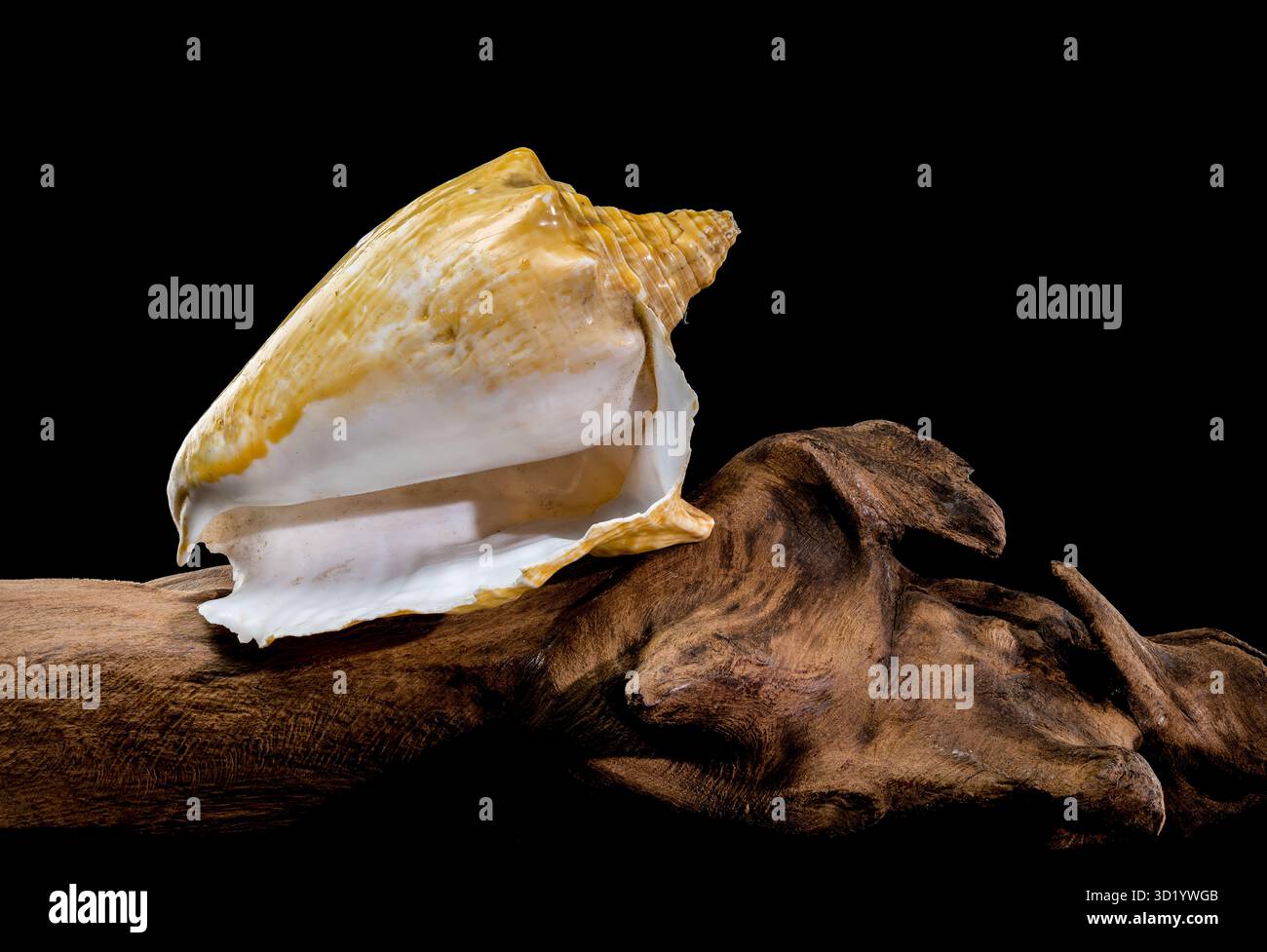 Golden Strombus Shell on driftwood black background Stock Photo