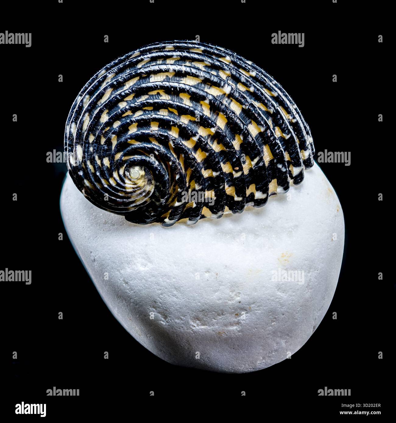 Striped Neritodryas cornea shell on white stone Stock Photo