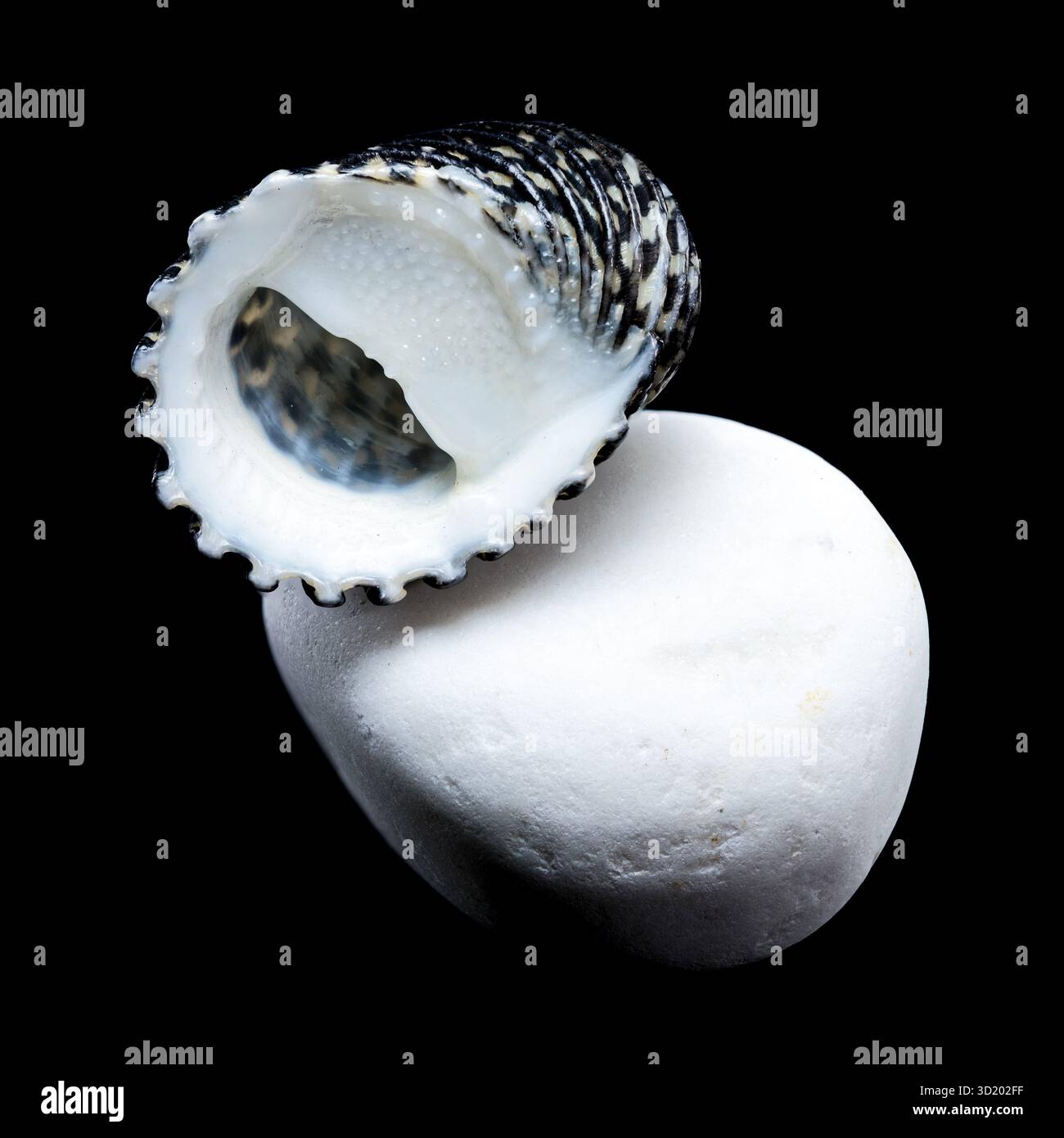 Striped Neritodryas cornea shell on white stone Stock Photo