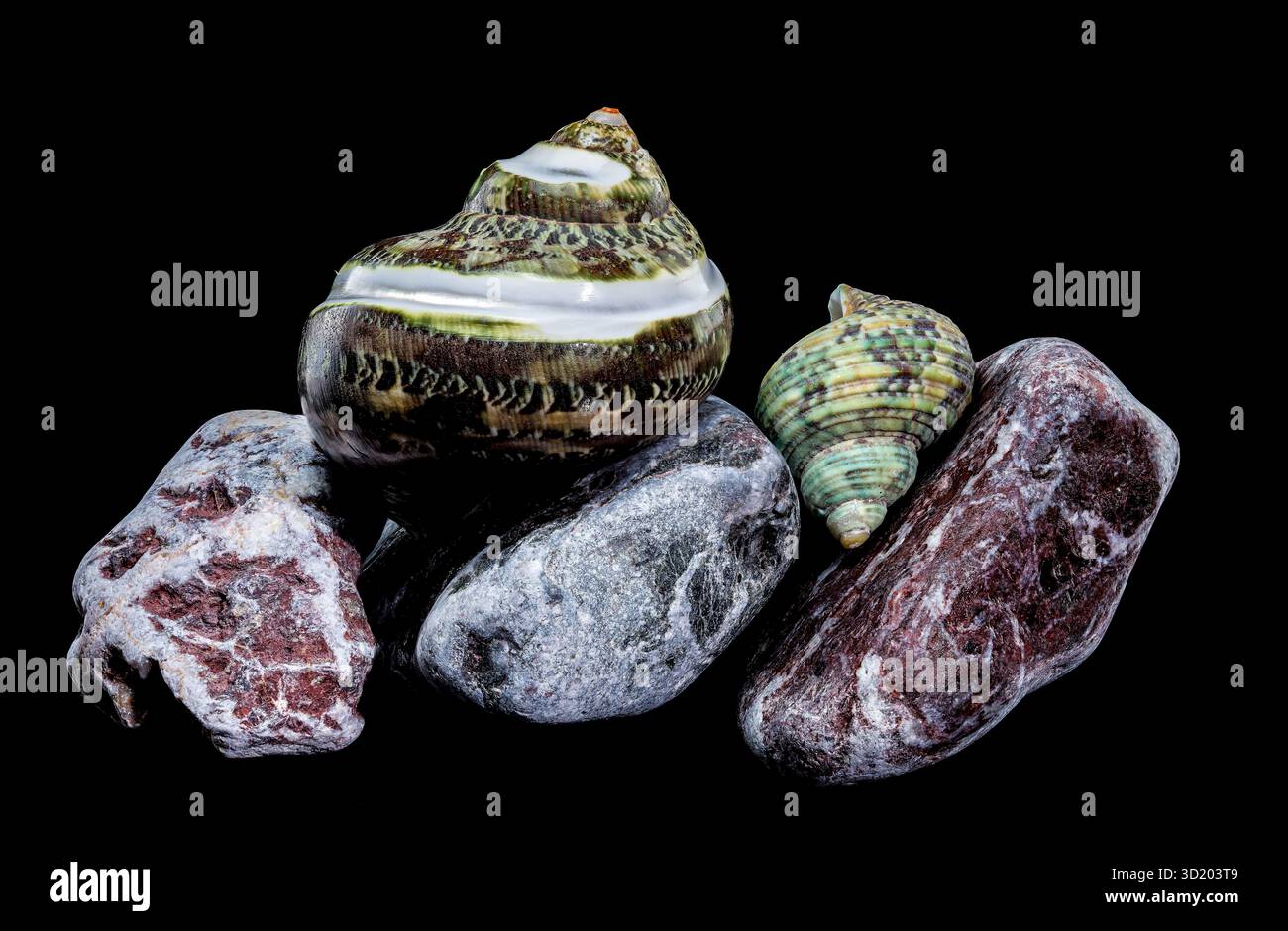 Green Jade Banded Turbo Shell on Stones black background Stock Photo ...