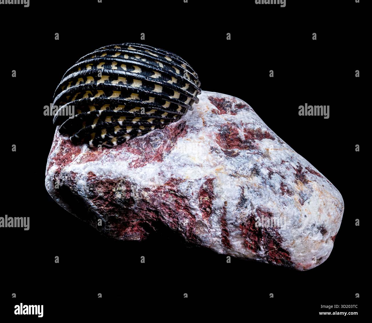 Striped Neritodryas cornea shell on polished stone Stock Photo