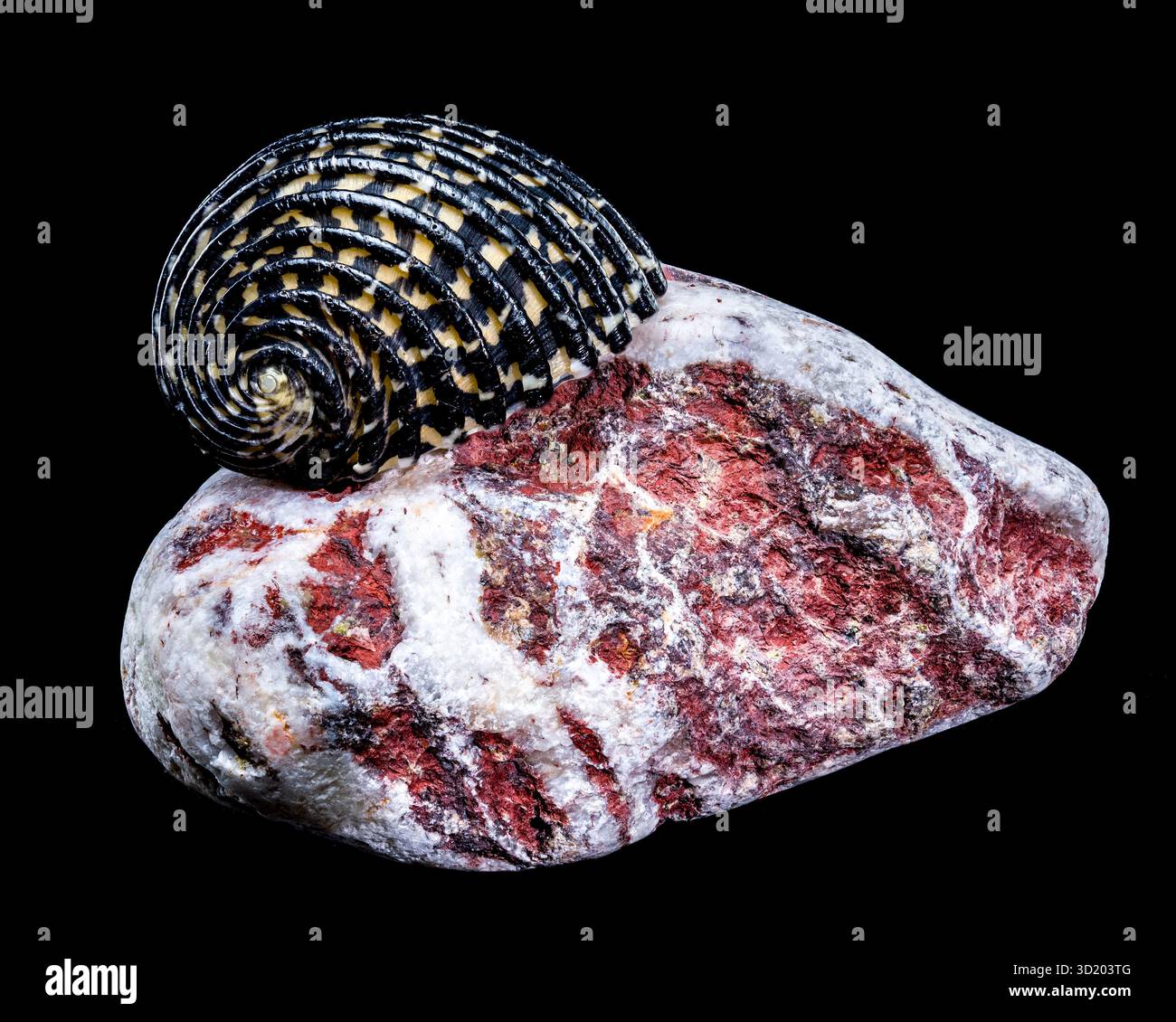Striped Neritodryas cornea shell on polished stone Stock Photo