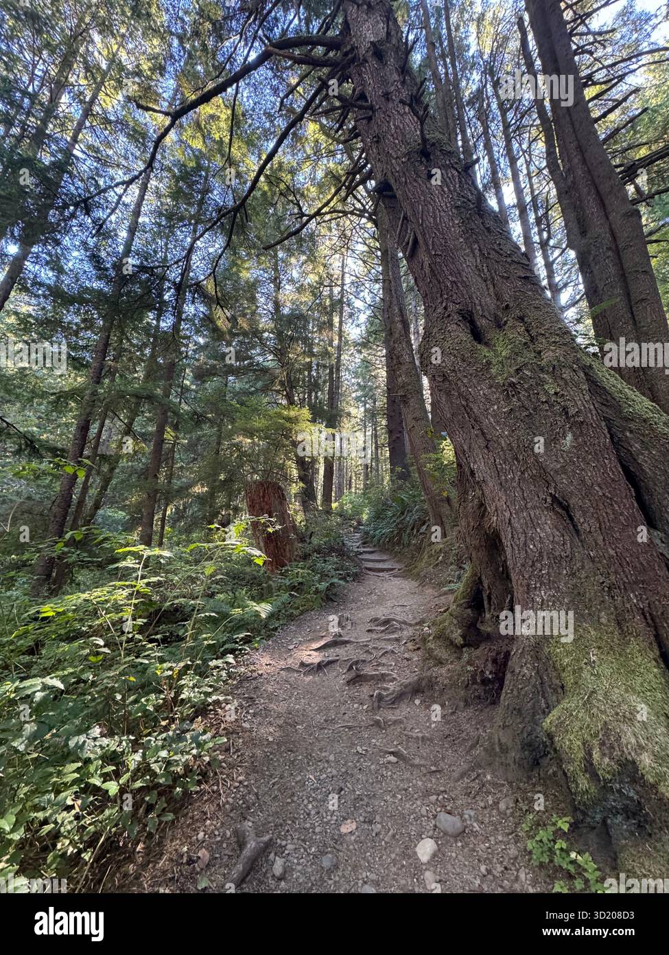 Forest trail through tall evergreen trees in Washington State - Smartphone Captured Stock Image