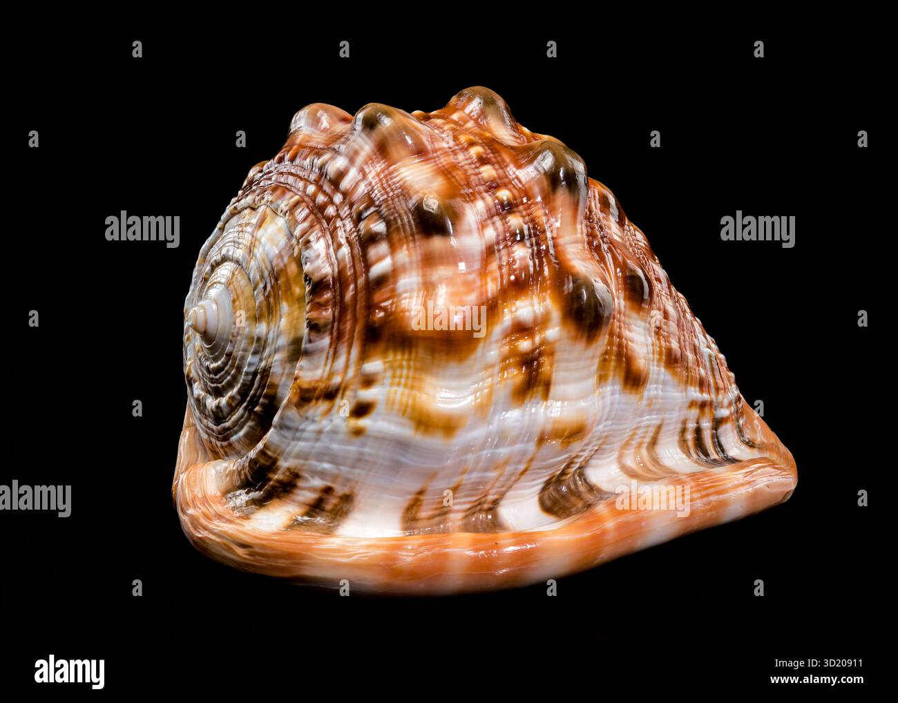 Red Helmet Shell on Black Background Stock Photo