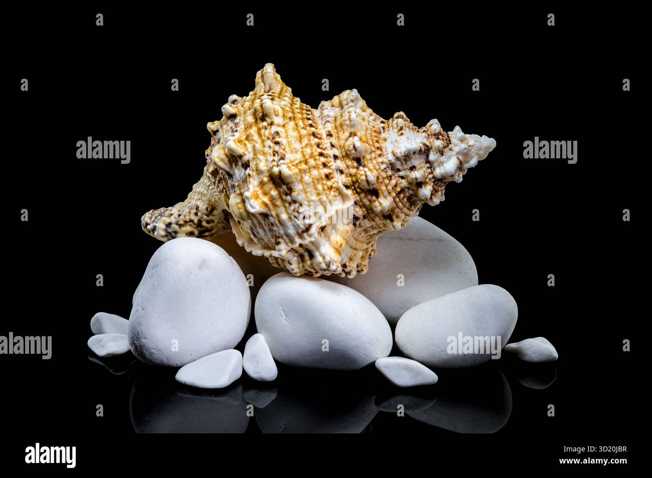 Giant Frog Snail Shell on White Stones: Black Reflection Stock Photo
