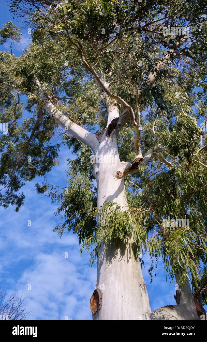 The view up to the Eucalyptus tree. Stock Photo