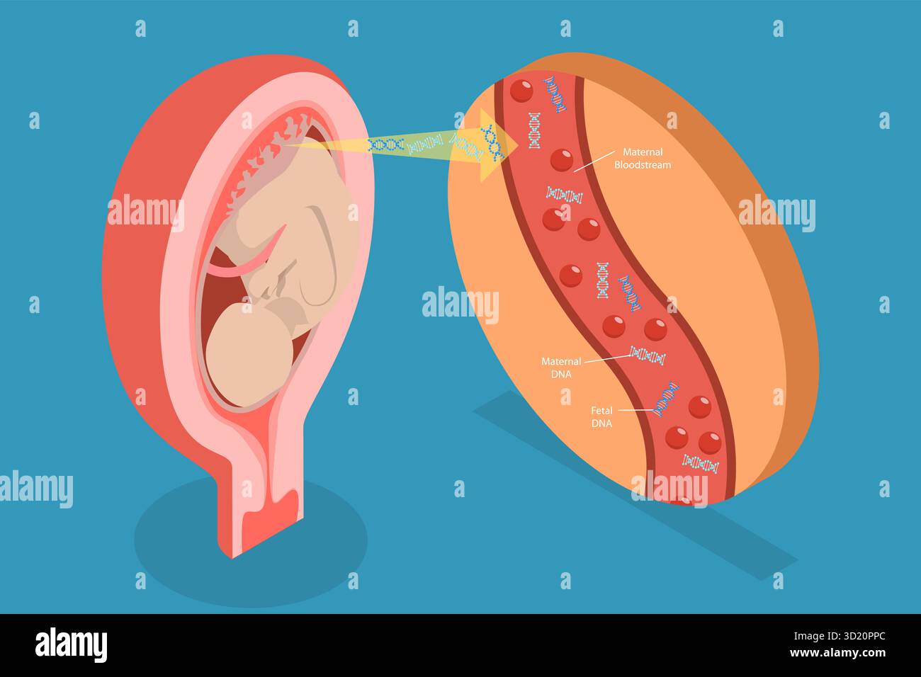 Unity Fetal Rhd Nipt Fetus icon isometric 3d hi-res stock photography and images - Alamy