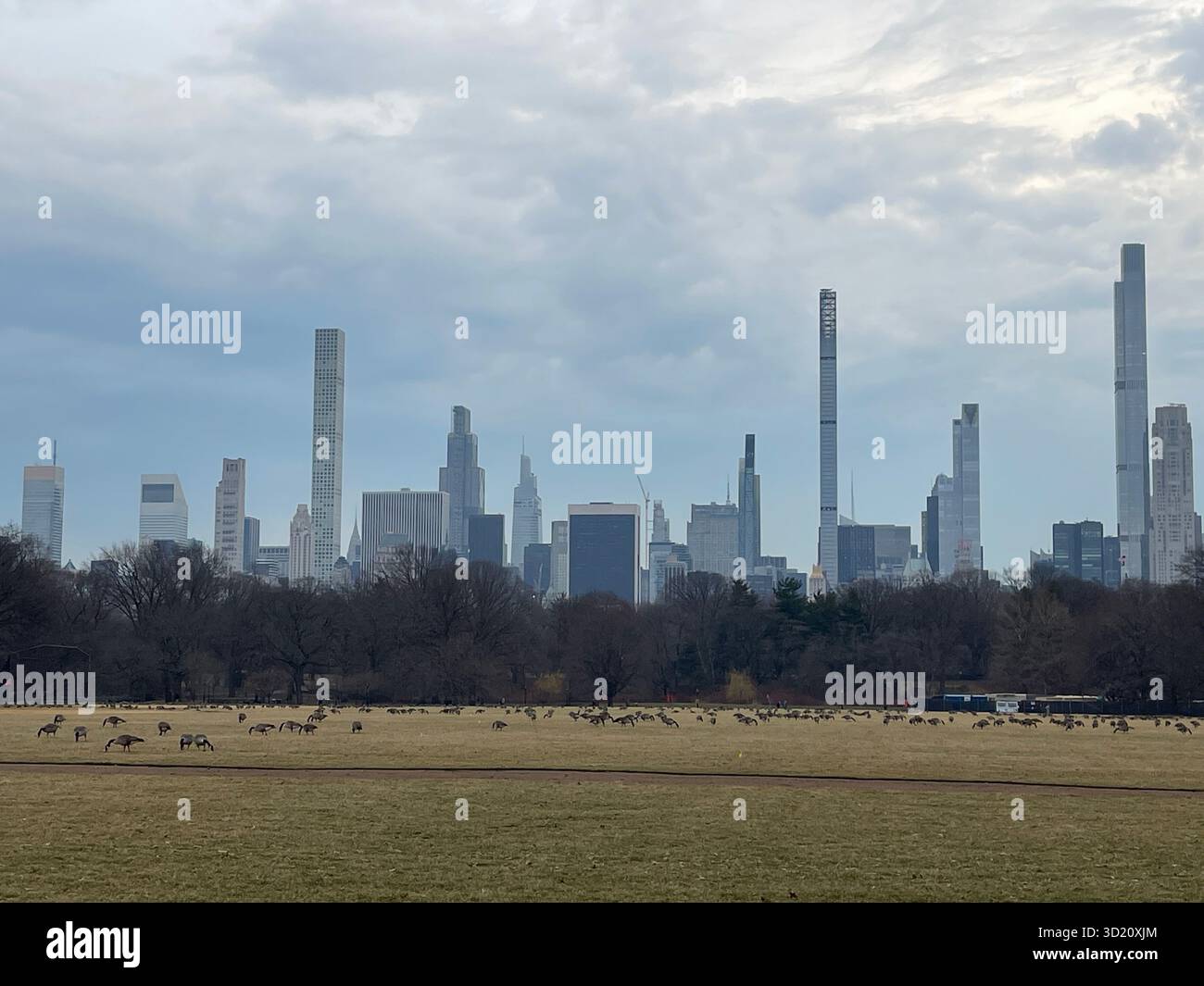 Feathered friends enjoy the expansive greenery of the Great Lawn in Central Park - Smartphone Captured Stock Image