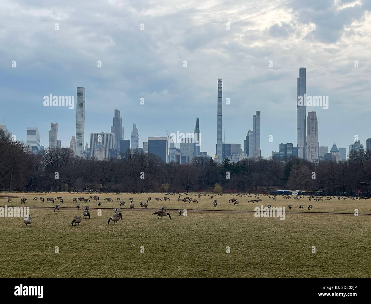 Feathered friends enjoy the expansive greenery of the Great Lawn in Central Park - Smartphone Captured Stock Image