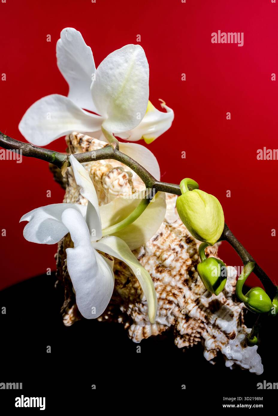 White Orchid and Seashell on Red Background Stock Photo